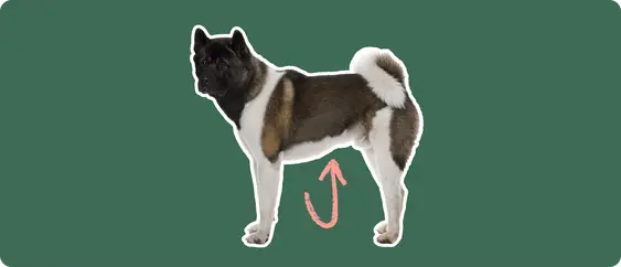 A brown and white Akita dog cut out, with a white outline, with a pink arrow pointing to it's stomach, on a solid green background