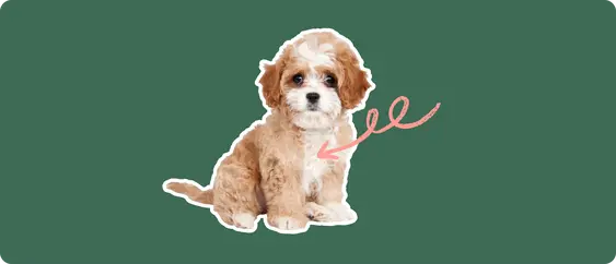 Cavapoo