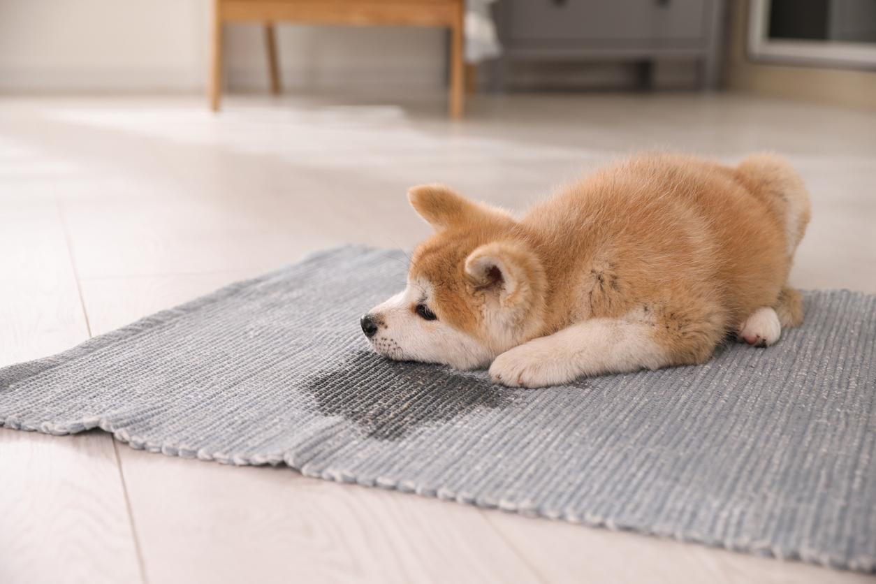 Akita inu puppy near puddle on blue rug at home