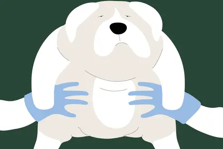 an illustration of an oversized fat dog being held up by two arms wearing blue latex bloves