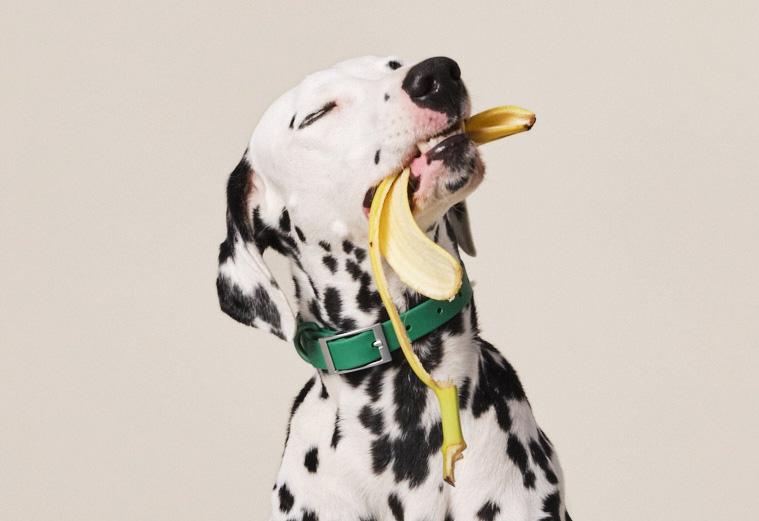 Dog with banana