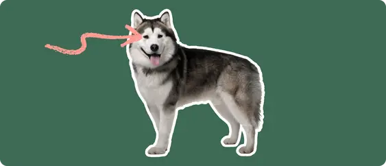An Alaskan Malamute with a thick black and white coat, tongue out, happily looking forward. A pink squiggly arrow points to its eyes, against a dark green background, highlighting a focus on eye disorders.
