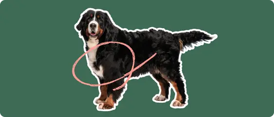 Image of a black-and-brown Bernese Mountain Dog with a pink arrow drawn over its chest