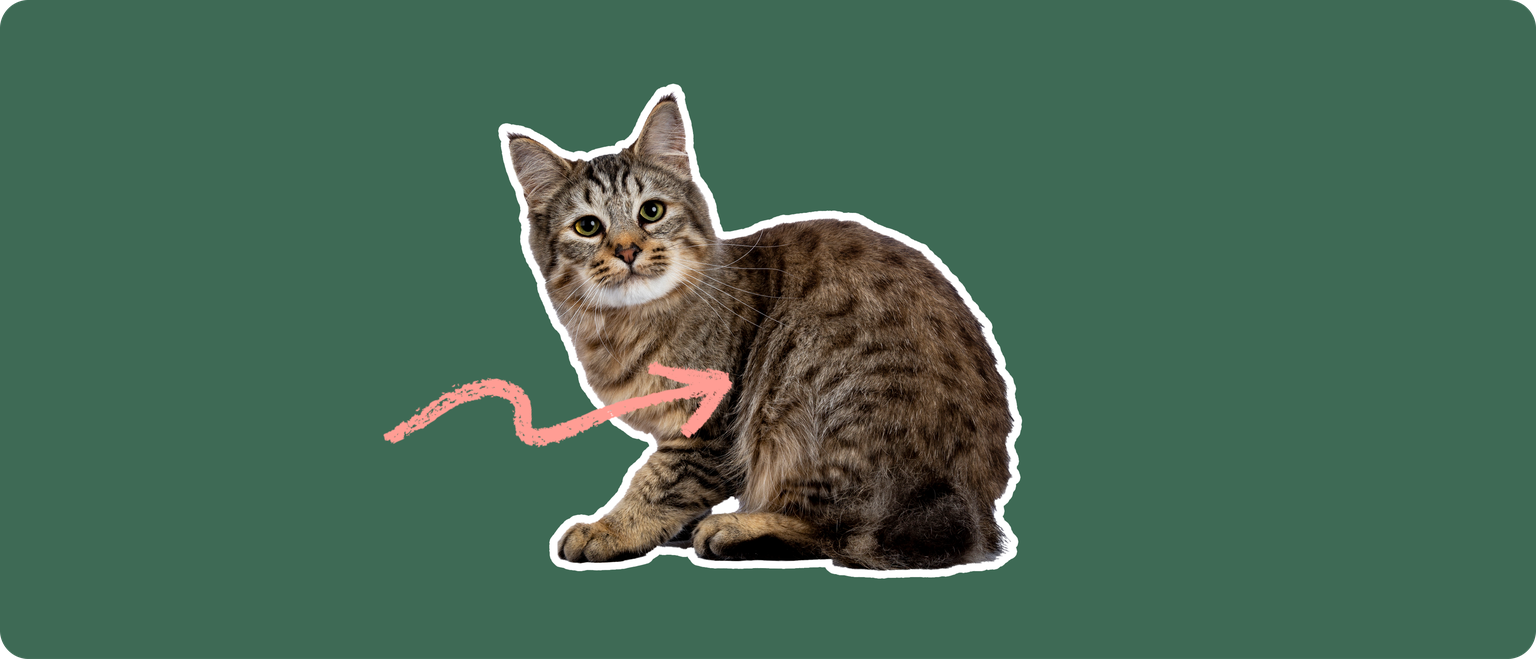 A pixie-bob cat cut out with a white outline, with a pink arrow pointing to it's chest, on a solid green background
