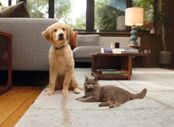 Multi-pet-insurance