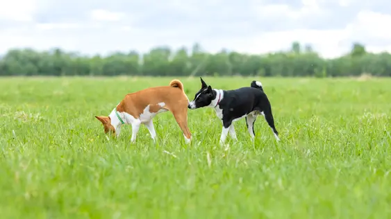 Two dogs stand in the field, one sniffs the other's bottom while they sniff the floor