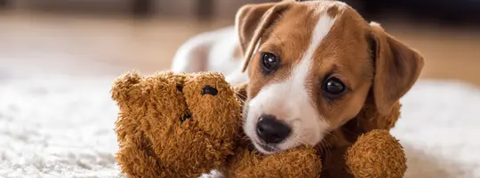 Puppy laying on top of a teddy
