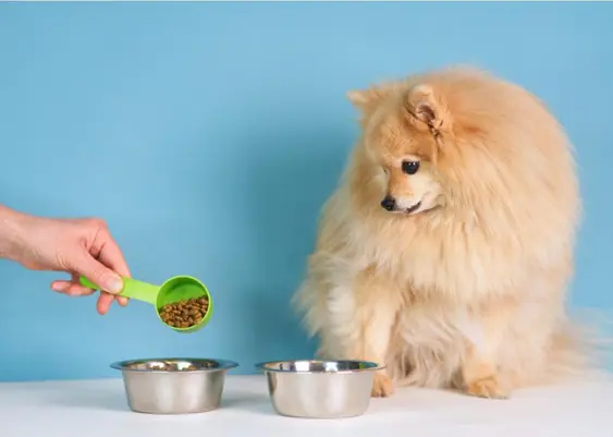 Dog looking at two food bowls