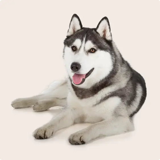 Husky
