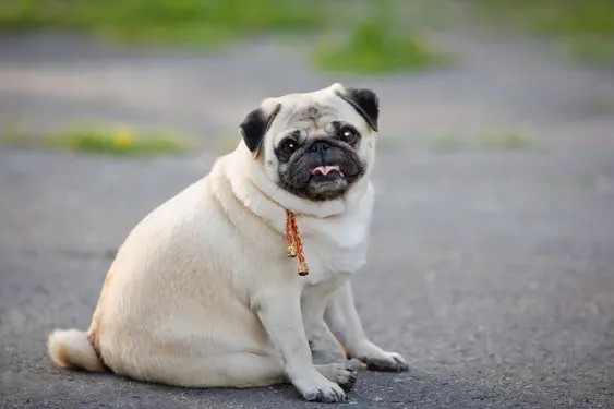 Overweight pug dog sitting with tongue out on the asphalt