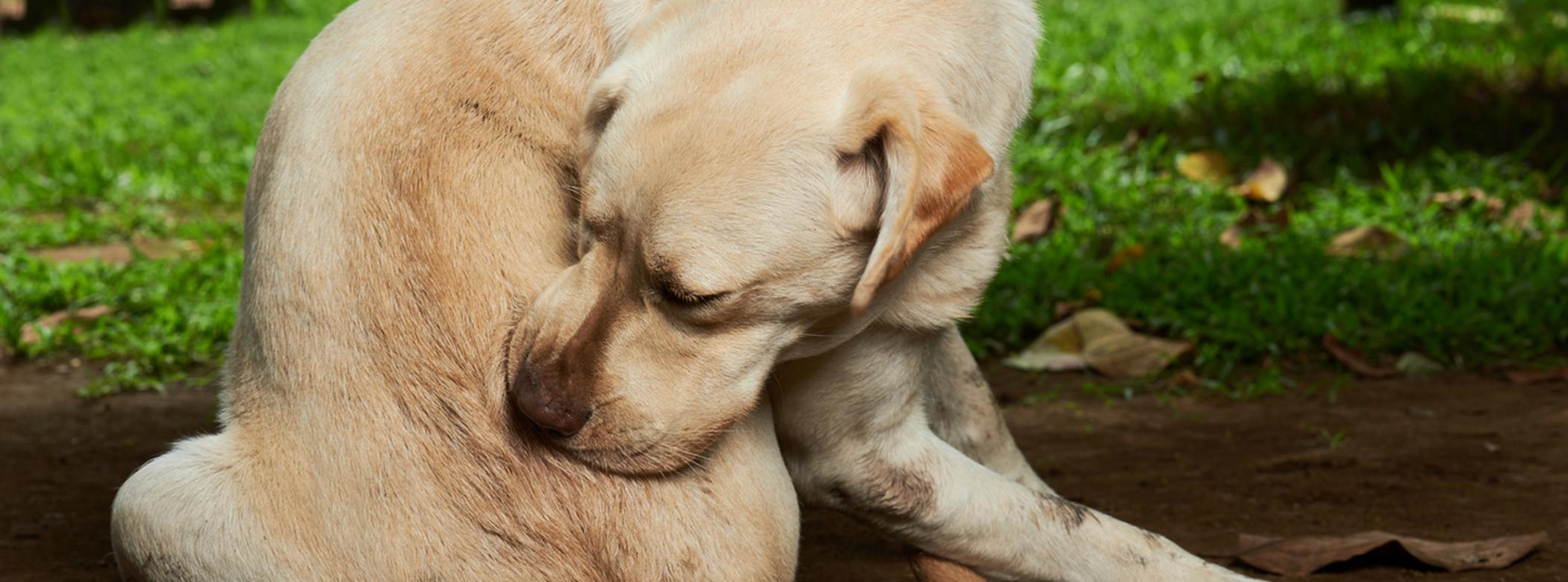 Itchy dog chewing rear end