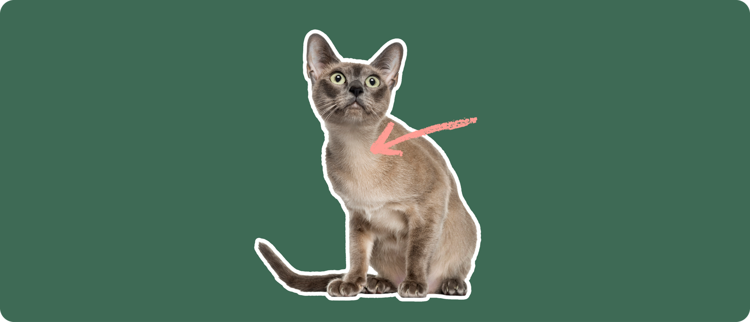 A Tonkinese cat cut out with a white outline, with a pink arrow pointing to it's chest, on a solid green background