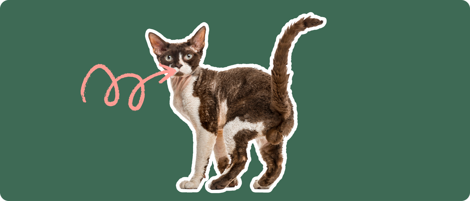 A brown and white devon rex cat, cut out with a white outline, with a pink arrow pointing to it's mouth, on a solid green background