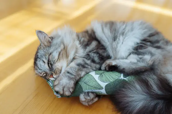 Image of a grey cat holding a pouch of catnip. It's using it as a toy and looks content.