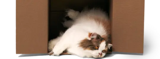 Fluffy cat falling out of cardboard box