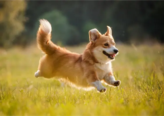 Happy looking corgi leaping through a field