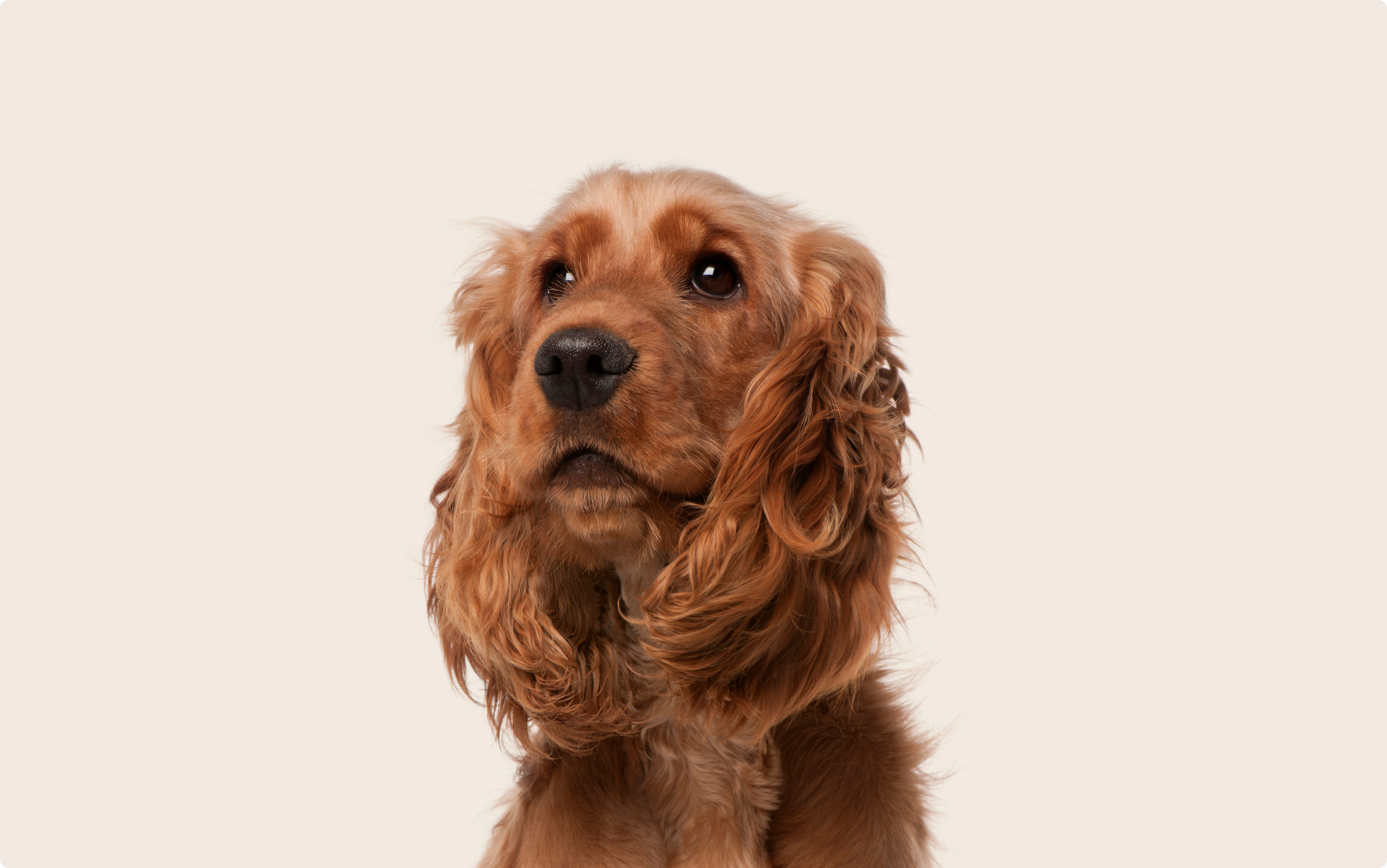 Portrait of a golden English Cocker Spaniel looking up with a soft expression against a plain beige background.