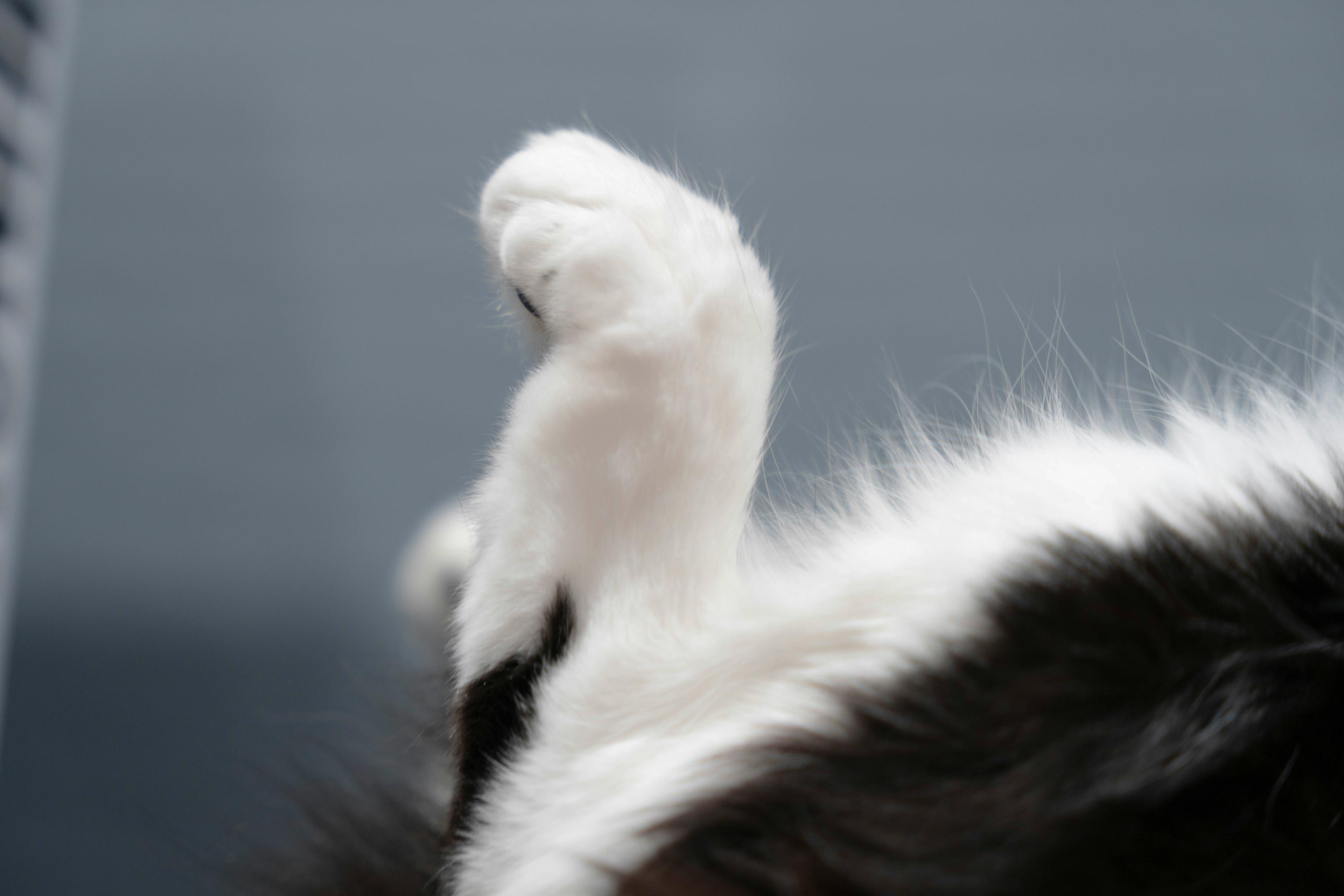 black and white cat's paw