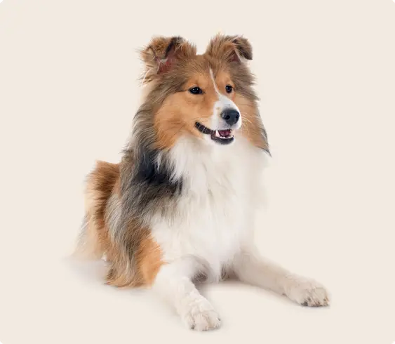 Sheltie lying down with mouth slightly open and paws out front