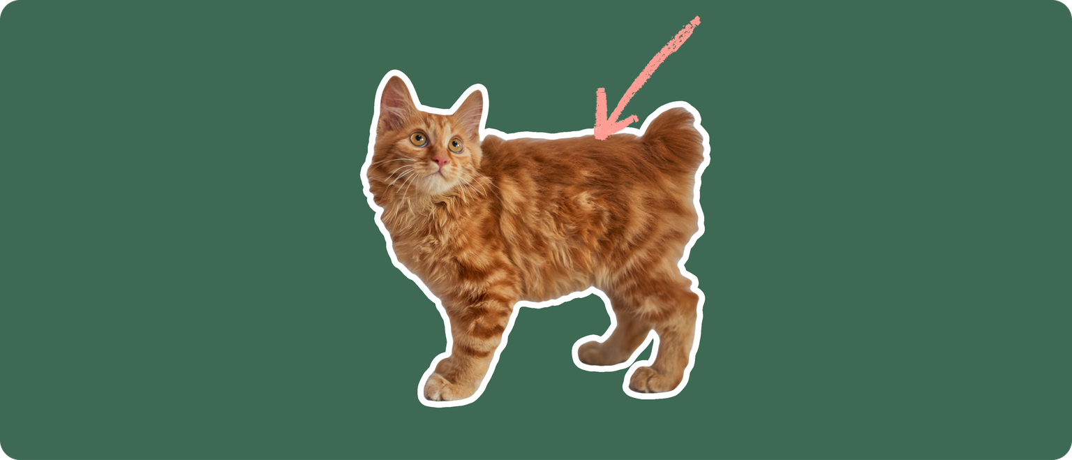An orange american bobtail cat cut out with a white outline, with a pink arrow pointing to it's back, on a solid green background