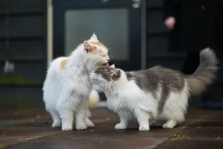 two cats licking each other