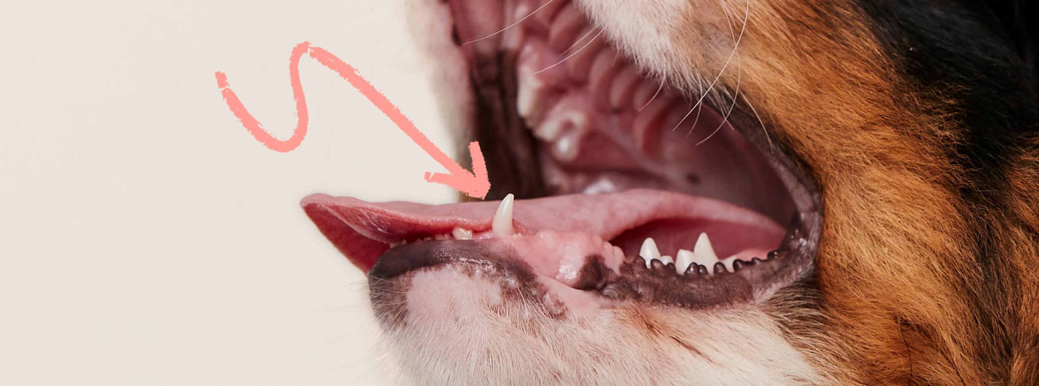 Puppy's mouth with arrow pointing to tooth