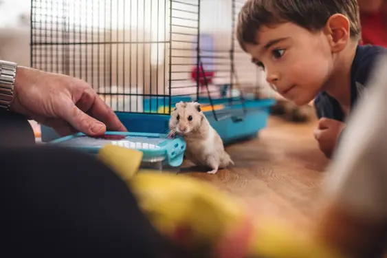 A child with his pet hamster