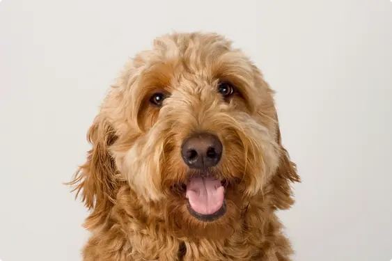 A close-up of a happy Goldendoodle, with a golden-brown coat and shining eyes, looking directly at the camera against a light gray background.