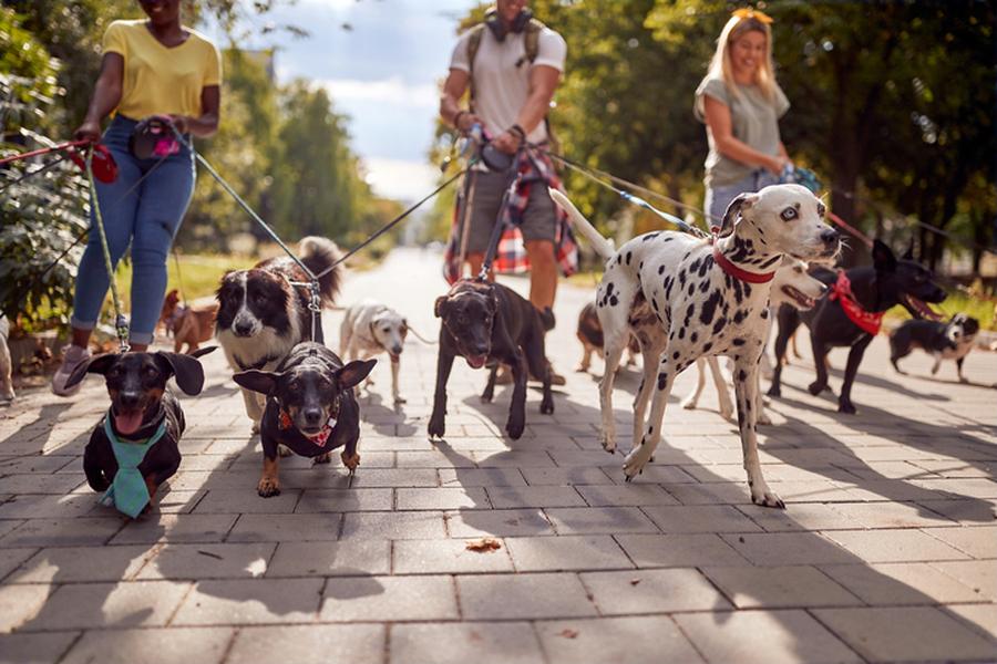 People walking dogs
