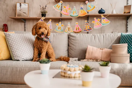 Image of a dog sitting on a couch with a Happy Birthday banner in the background
