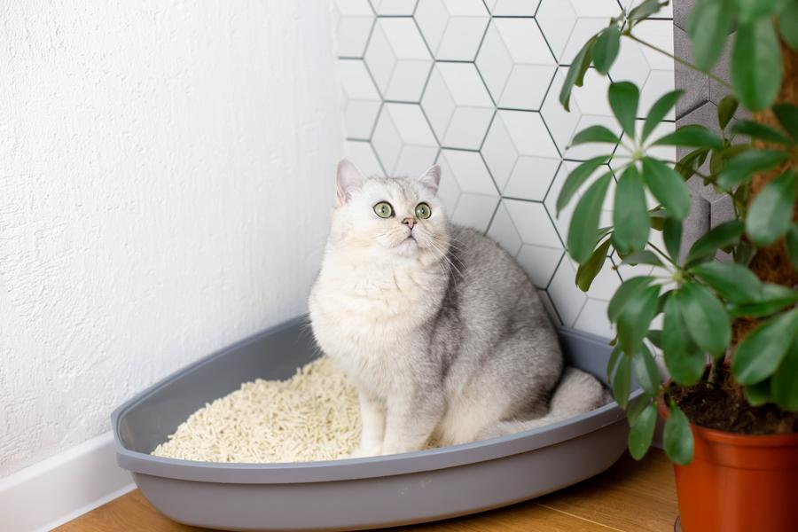 A white cat sits in the corner of a room in their litter box, they're looking to the side