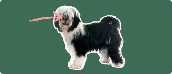 Tibetan Terrier with a pink arrow drawn to its eye