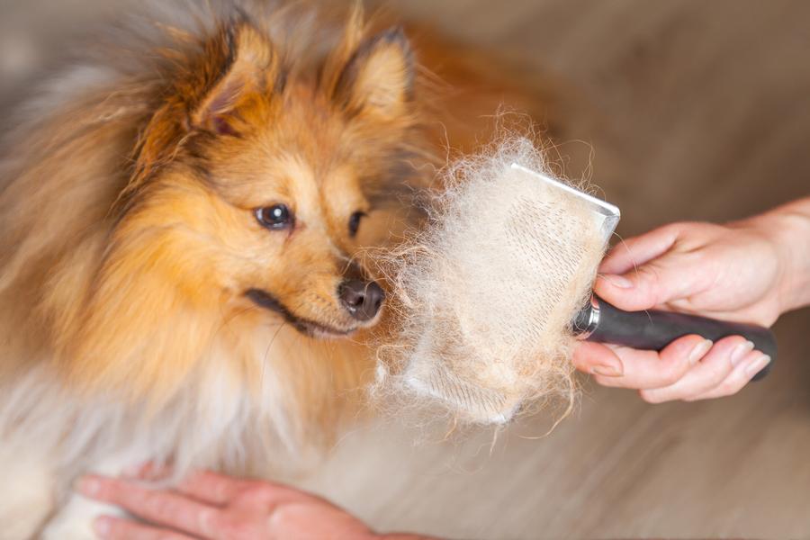 Image of a Pomeranian being brushed