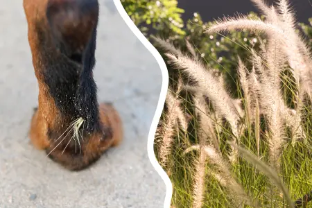 Close-up of a dog's leg with a foxtail grass seed stuck in its fur, next to an image of foxtail grass in the wild.