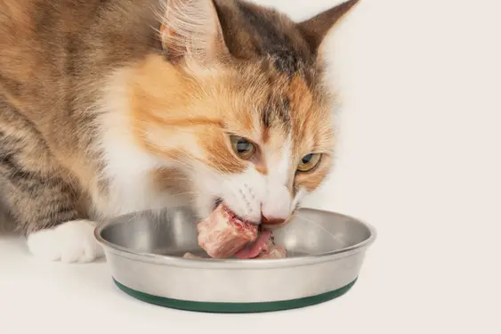 cat eating