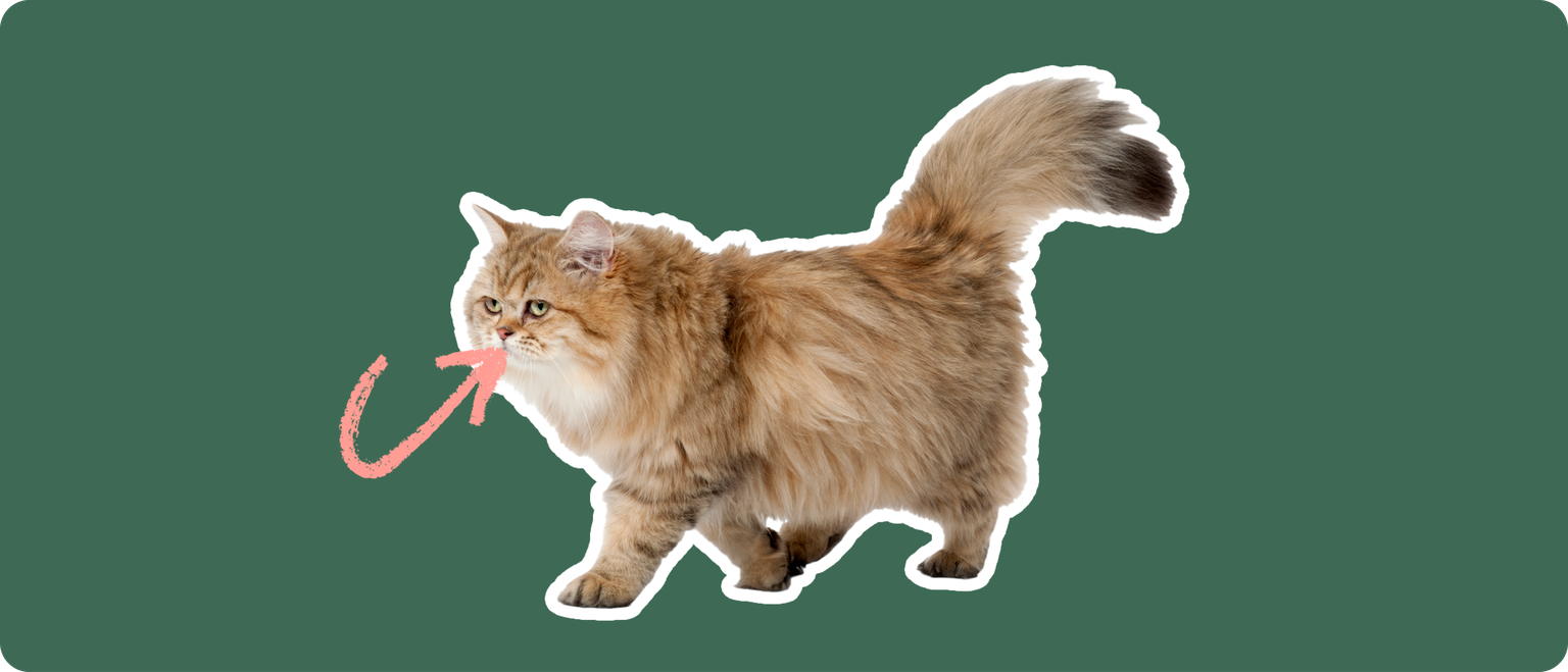 An Exotic Longhair cat cut out with a white outline, with a pink arrow pointing to it's teeth, on a solid green background