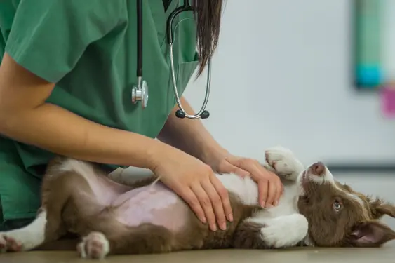 Vet examining puppy