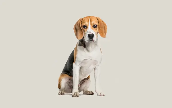 Beagle Hero image for breed page