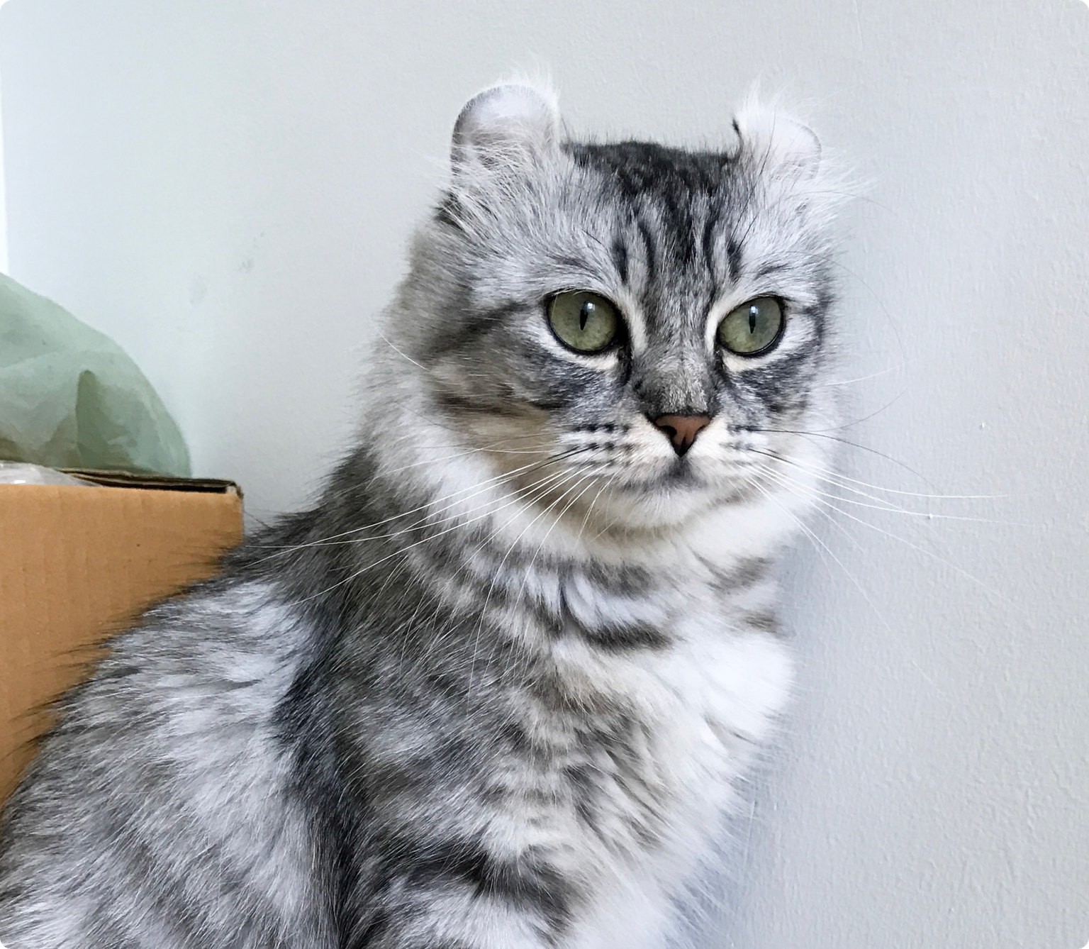 A black and white American curl cat with green eyes