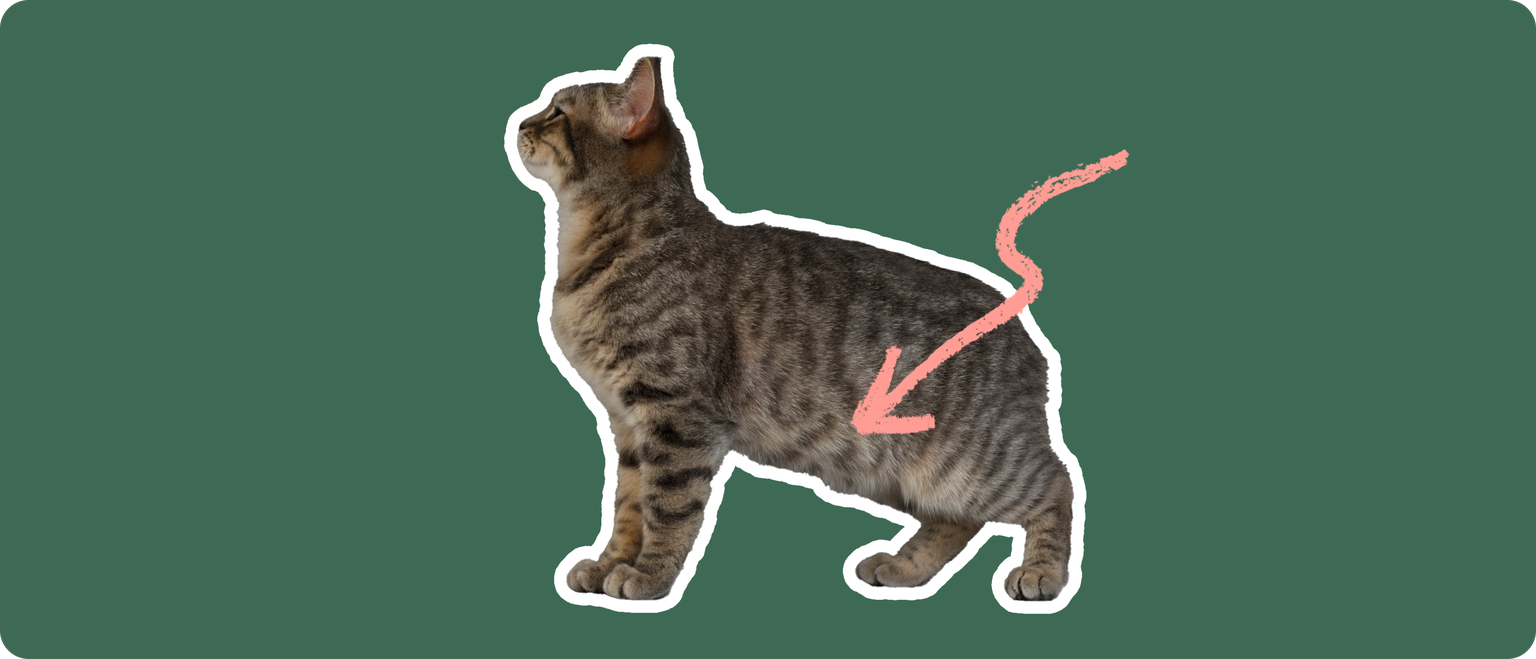 A brown manx cat with no tail, cut out with a white outline, with a pink circle around it's lower stomach, on a solid green background