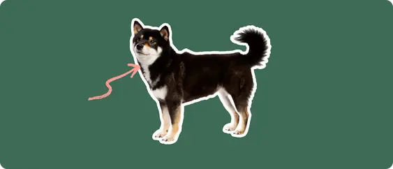Shiba Inu