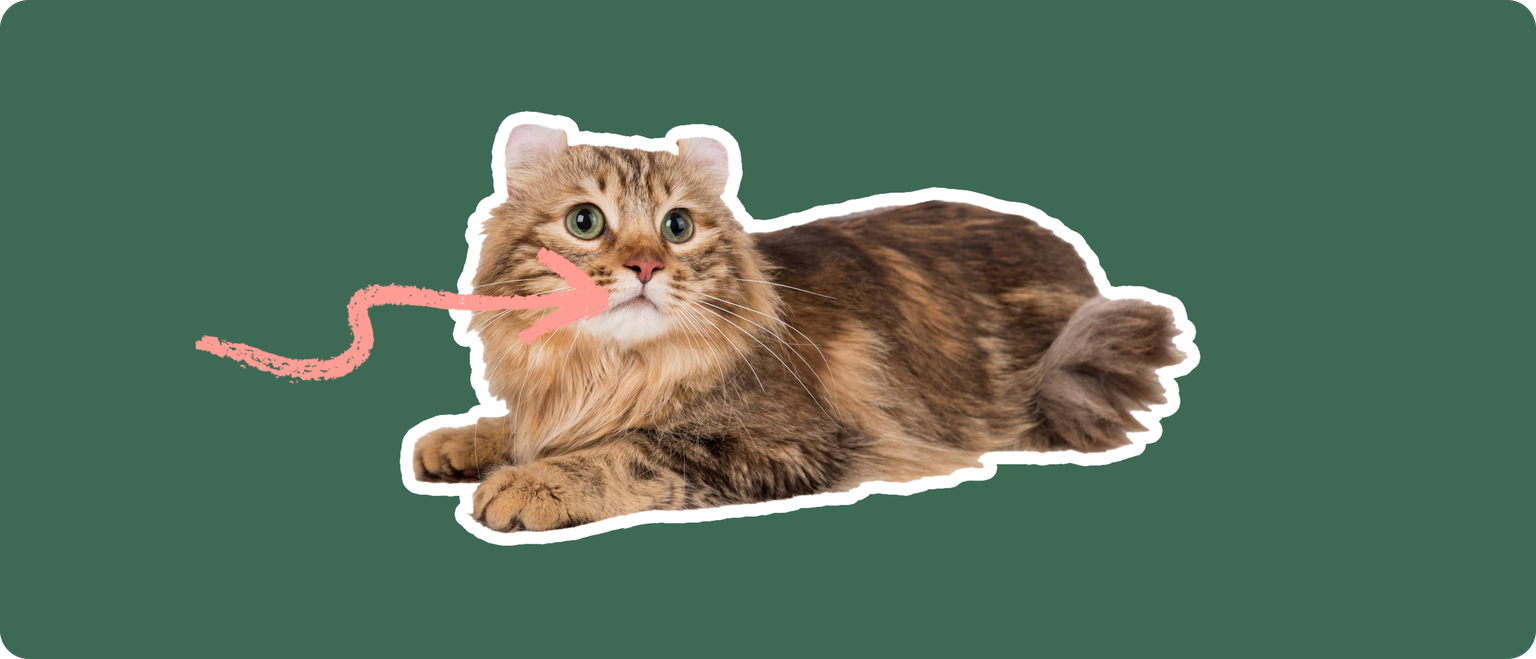 A brown American Curl cat cut out with a white outline, with a pink arrow pointing to it's mouth, on a solid green background