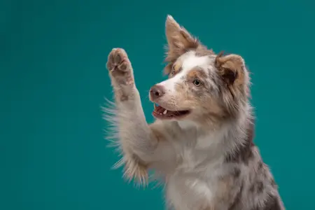 Image of a Border Collie on a teal background with its paw raised