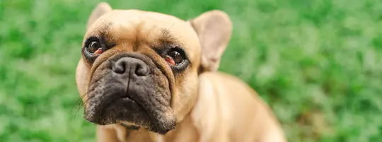 A brown french bulldog standing in the grass with cherry eye in both eyes.