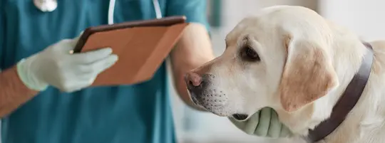 Dog at the vet