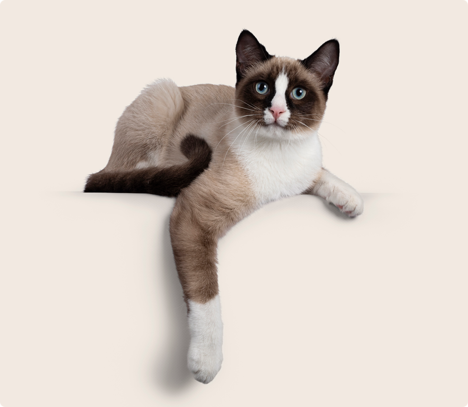 A snowshoe cat lying down reaching out it's paw, on a beige background