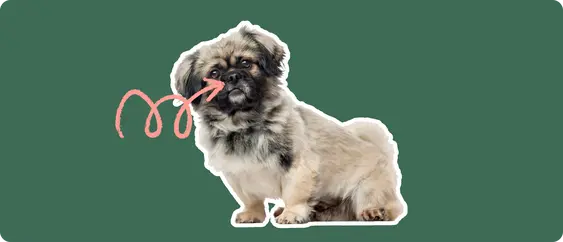 Image of a brown-and-black Pekingese with a pink arrow drawn to its nose