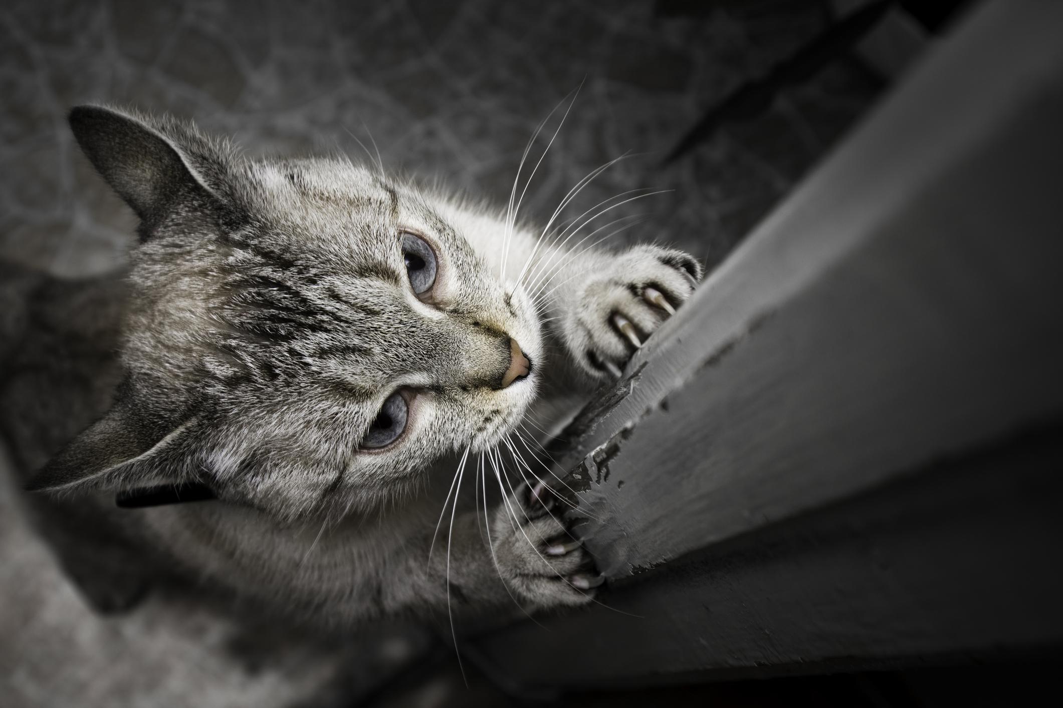 Image of a grey cat scratching a door frame