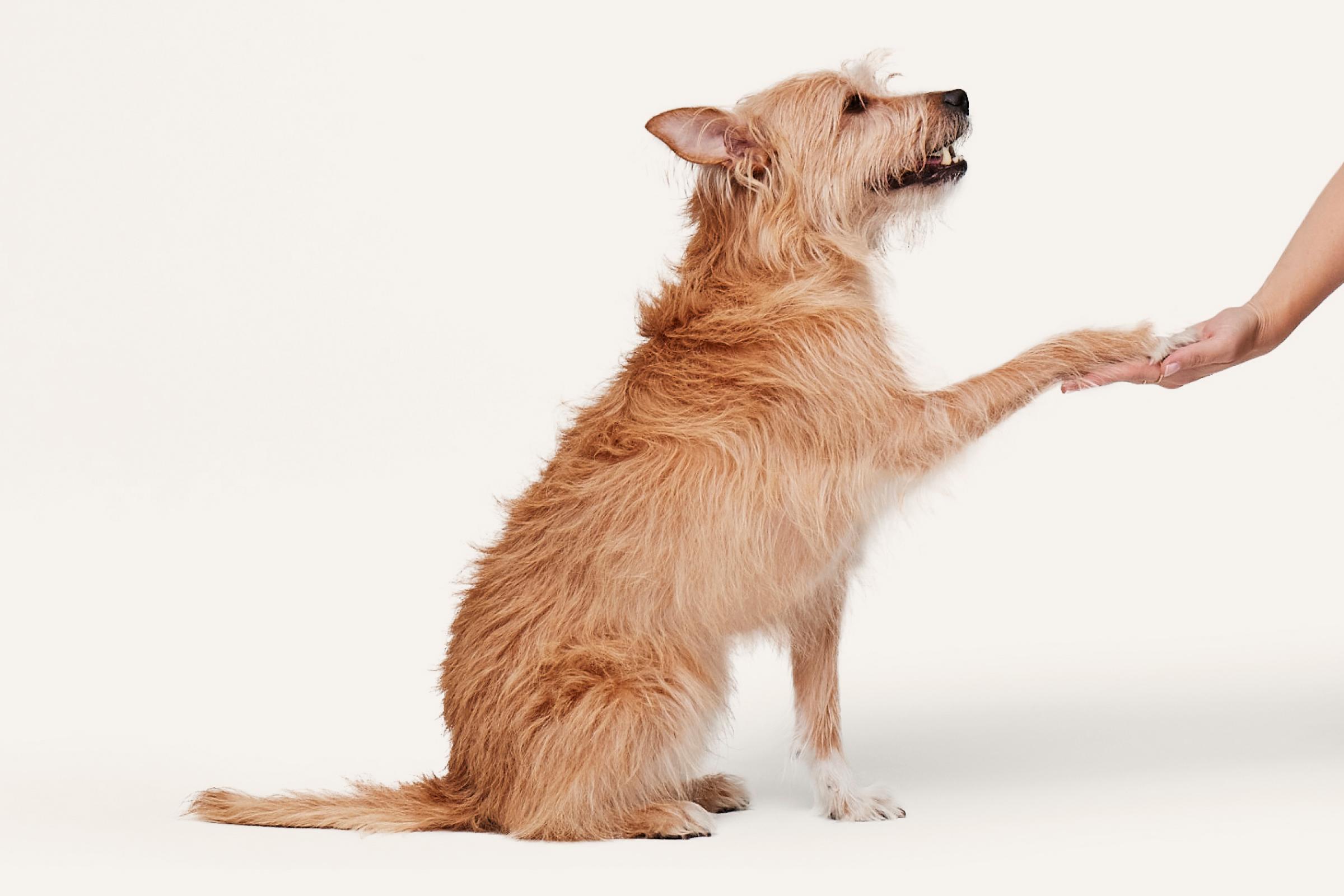 dog giving paw