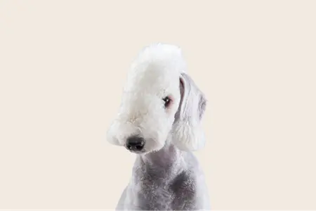 Image of a white Bedlington Terrier looking into the camera